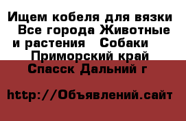 Ищем кобеля для вязки - Все города Животные и растения » Собаки   . Приморский край,Спасск-Дальний г.